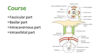 Course
• Fascicular part
• Basilar part
• Intracavernous part
• Intraorbital part
 