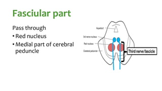 Fasciular part
Pass through
• Red nucleus
• Medial part of cerebral
peduncle
 