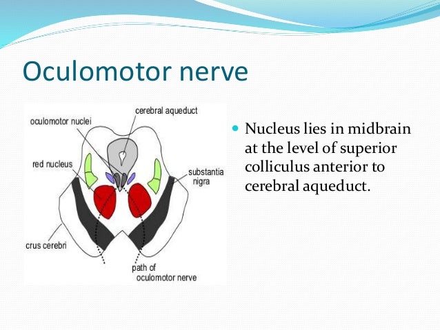 Occulomotor nerves