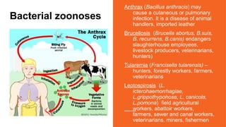 Bacterial zoonoses
Anthrax (Bacillus anthracis) may
cause a cutaneous or pulmonary
infection. It is a disease of animal
handlers, imported leather
Brucellosis (Brucella abortus, B.suis,
B. recurrens, B.canis) endangers
slaughterhouse employees,
livestock producers, veterinarians,
hunters)
Tularemia (Francisella tularensis) –
hunters, forestly workers, farmers,
veterinarians
Leptospirosis (L.
icterohaemorrhagiae,
L.grippothypohosa, L. canicola,
L.pomona) field agricultural
workers, abattoir workers,
farmers, sewer and canal workers,
veterinarians, miners, fishermen
 
