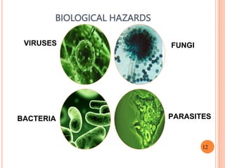 BIOLOGICAL HAZARDS
VIRUSES FUNGI
BACTERIA PARASITES
12
 