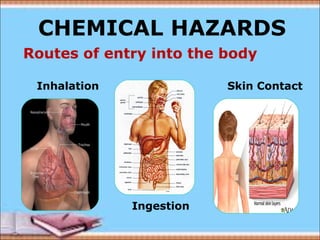 CHEMICAL HAZARDS 
Routes of entry into the body 
Inhalation 
Ingestion 
Skin Contact 
 