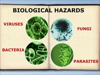 BIOLOGICAL HAZARDS 
VIRUSES 
BACTERIA 
FUNGI 
PARASITES 
 