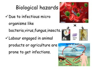 Biological hazards
Due to infectious micro
organisms like
bacteria,virus,fungus,insects.
Labour engaged in animal
products or agriculture are
prone to get infections.
 