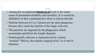 SILICOSIS Among the occupational diseases, silicosis is the major
cause of permanent disability and mortality. It is caused by
inhalation of dust containing free silica or silicon dioxide.
 Particles between 0.5 to 3 micron are the most dangerous
because they reach the interior of the lungs with case.
 The particles are ingested by the phagocytes which
accumulate and block the lymph channels.
 Pathologically, silicosis is characterized by a dense
“nodular” fibrosis, the nodules ranging from 3 to 4 mm in
diameter.
 