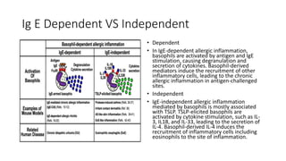 Ig E Dependent VS Independent
• Dependent
• In IgE-dependent allergic inflammation,
basophils are activated by antigen and IgE
stimulation, causing degranulation and
secretion of cytokines. Basophil-derived
mediators induce the recruitment of other
inflammatory cells, leading to the chronic
allergic inflammation in antigen-challenged
sites.
• Independent
• IgE-independent allergic inflammation
mediated by basophils is mostly associated
with TSLP. TSLP-elicited basophils are
activated by cytokine stimulation, such as IL-
3, IL18, and IL-33, leading to the secretion of
IL-4. Basophil-derived IL-4 induces the
recruitment of inflammatory cells including
eosinophils to the site of inflammation.
 