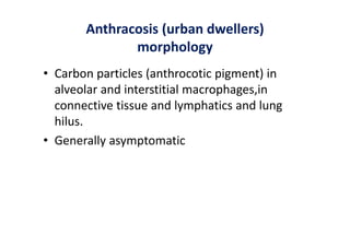 Anthracosis (urban dwellers)
morphology
• Carbon particles (anthrocotic pigment) in
alveolar and interstitial macrophages,in
connective tissue and lymphatics and lung
hilus.
• Generally asymptomatic
 