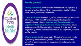 Protein synthesis
- During translation, the ribosomes read the mRNA sequence of
bases 3 at a time. These 3-letter combinations (called codons)
each code a particular amino acid.
- There are 4 bases (adenine, thymine, guanine and cytosine) and
therefore 64 (43) possible codons specified using some
combination of 3 bases. However, only 20 amino acids are
required to build all of the proteins in our bodies (some amino
acids are specified by more than 1 codon). It is the particular
sequence of amino acids that determines the shape and function
of the protein.
- Protein synthesis, like many other biological processes, can be
affected by environmental factors. These include maternal
nutrition, temperature stress, oxygen levels and exposure to
chemicals
 