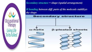 Secondary structure = shape (spatial arrangement)
H bonding between diff. parts of the molecule stabilizes
the shape
 