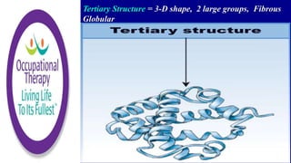 Tertiary Structure = 3-D shape, 2 large groups, Fibrous
Globular
 
