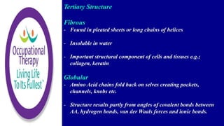 Tertiary Structure
Fibrous
- Found in pleated sheets or long chains of helices
- Insoluble in water
- Important structural component of cells and tissues e.g.;
collagen, keratin
Globular
- Amino Acid chains fold back on selves creating pockets,
channels, knobs etc.
- Structure results partly from angles of covalent bonds between
AA, hydrogen bonds, van der Waals forces and ionic bonds.
 
