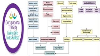 Occupational Therapy Amino Acids & Proteins
