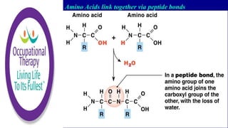 Amino Acids link together via peptide bonds
 
