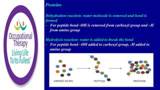 Proteins
Dehydration reaction- water molecule is removed and bond is
formed
- For peptide bond -OH is removed from carboxyl group and –H
from amine group
Hydrolysis reaction- water is added to break the bond
- For peptide bond –OH added to carboxyl group, -H added to
amine group
 
