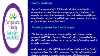 Protein synthesis
- A gene is a segment of a DNA molecule that contains the
instructions needed to make a unique protein. All of our cells
contain the same DNA molecules, but each cell uses a different
combination of genes to build the particular proteins it needs to
perform its specialized functions.
Protein synthesis has 2 main stages.
- The 1st stage is known as transcription, where a messenger
molecule (mRNA) is formed. This molecule is transcribed from
the DNA molecule and carries a copy of the information needed
to make a protein.
- In the 2nd stage, the mRNA molecule leaves the nucleus for the
cytoplasm where the cell’s ribosomes read the information and
start to assemble a protein in a process called translation
 