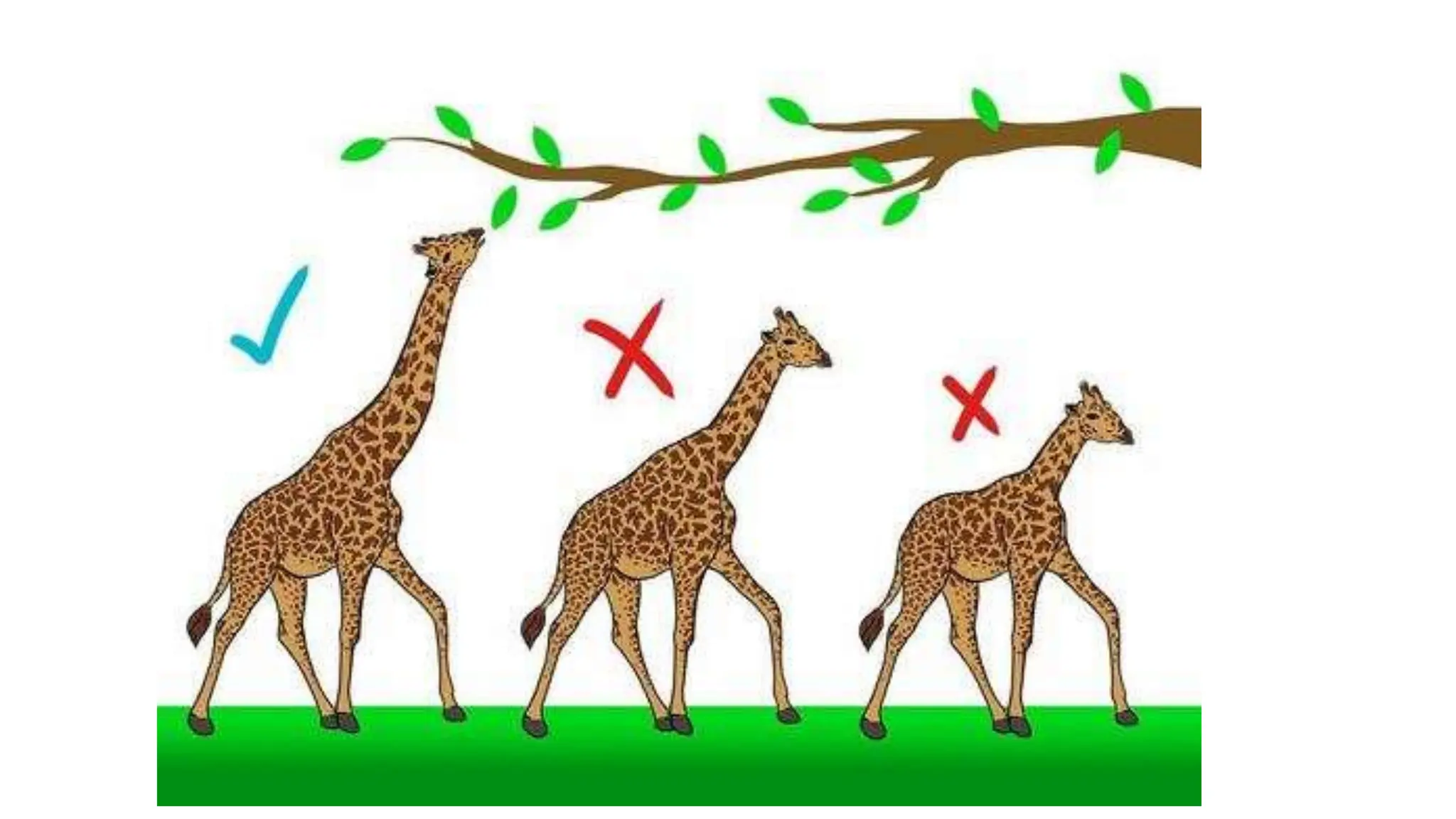 OCCURENCE OF EVOLUTION.pptx how does evolution happens | PPTX