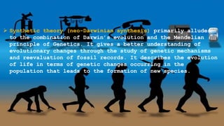  Synthetic theory (neo-Darwinian synthesis) primarily alludes
to the combination of Darwin’s evolution and the Mendelian
principle of Genetics. It gives a better understanding of
evolutionary changes through the study of genetic mechanisms
and reevaluation of fossil records. It describes the evolution
of life in terms of genetic changes occurring in the
population that leads to the formation of new species.
 
