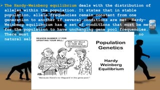  The Hardy-Weinberg equilibrium deals with the distribution of
alleles within the population. It states that in stable
population, allele frequencies remain constant from one
generation to another if several conditions are met. Hardy-
Weinberg equilibrium has a set of conditions that must be met
for the population to have unchanging gene pool frequencies.
There must be random mating, no mutation, no migration, no
natural selection, and a large size
 