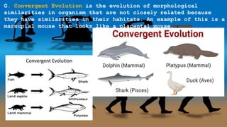 G. Convergent Evolution is the evolution of morphological
similarities in organism that are not closely related because
they have similarities in their habitats. An example of this is a
marsupial mouse that looks like a placental mouse.
 