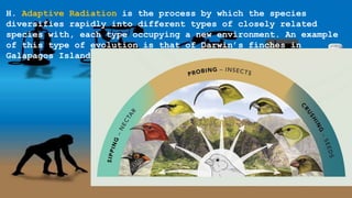 H. Adaptive Radiation is the process by which the species
diversifies rapidly into different types of closely related
species with, each type occupying a new environment. An example
of this type of evolution is that of Darwin’s finches in
Galapagos Island
 