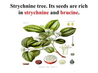 Strychnine tree. Its seeds are rich
in strychnine and brucine.
 