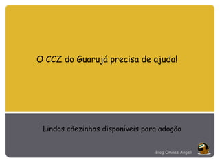 O CCZ do Guarujá precisa de ajuda! Lindos cãezinhos disponíveis para adoção Blog Omnes Angeli 