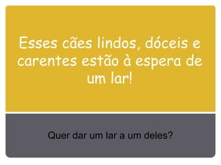 Esses cães lindos, dóceis e carentes estão à espera de um lar! Quer dar um lar a um deles? 