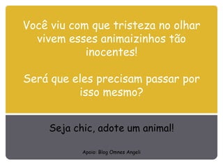 Você viu com que tristeza no olhar vivem esses animaizinhos tão inocentes! Será que eles precisam passar por isso mesmo? Seja chic, adote um animal! Apoio: Blog Omnes Angeli 
