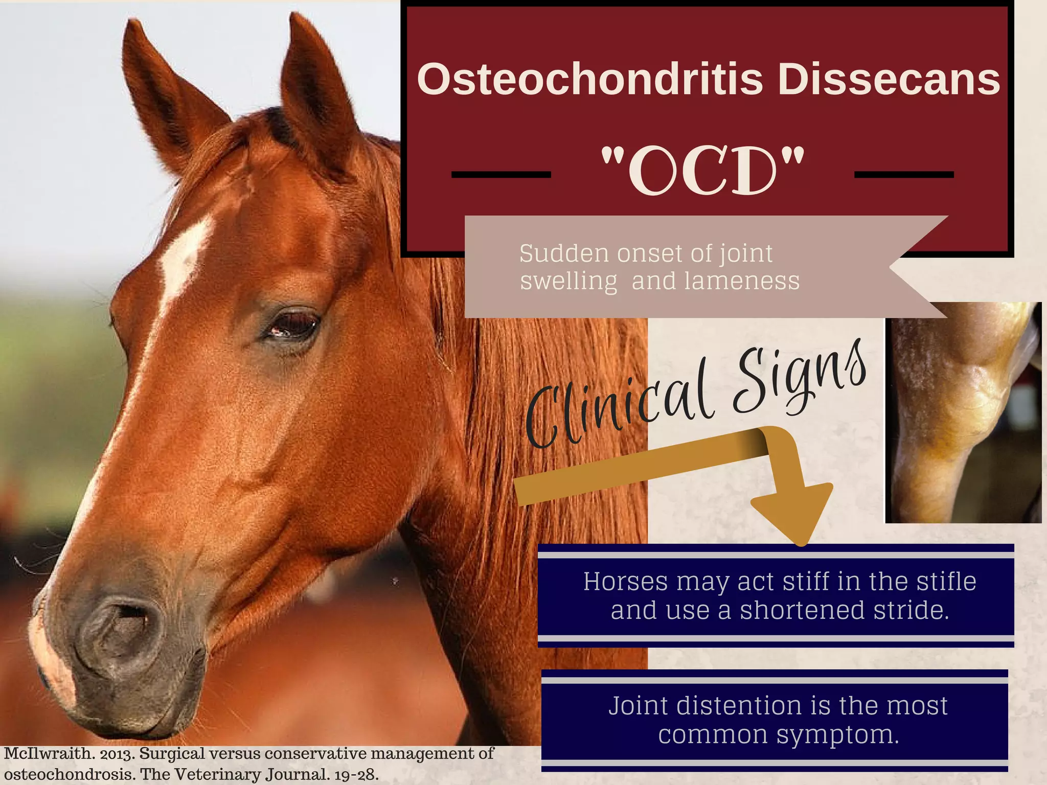 Osteochondritis Dissecans
"OCD"
Sudden onset of joint
swelling and lameness
Horses may act stiff in the stifle
and use a shortened stride.
Joint distention is the most
common symptom.
Clinical Signs
McIlwraith. 2013. Surgical versus conservative management of
osteochondrosis. The Veterinary Journal. 19-28.