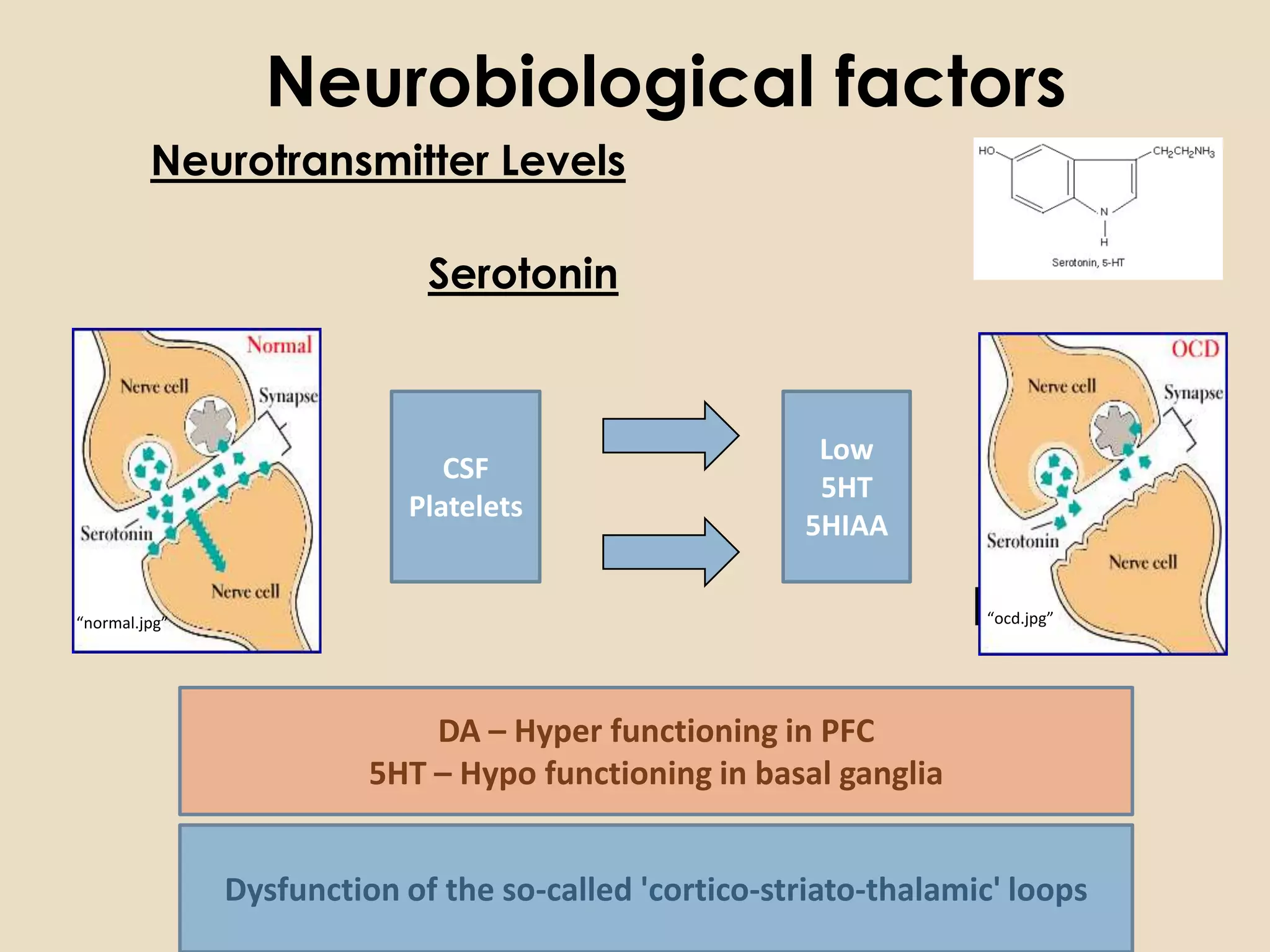 Neurobiological factors
         Neurotransmitter Levels

                             Serotonin



                                                         Low
                               CSF
                                                         5HT
                            Platelets
                                                        5HIAA

“normal.jpg”                                                        “ocd.jpg”




                             DA – Hyper functioning in PFC
                         5HT – Hypo functioning in basal ganglia


               Dysfunction of the so-called 'cortico-striato-thalamic' loops
 