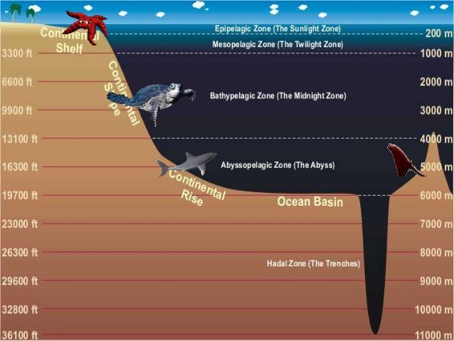 The Ocean Life