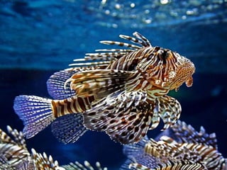 Ocean beauties