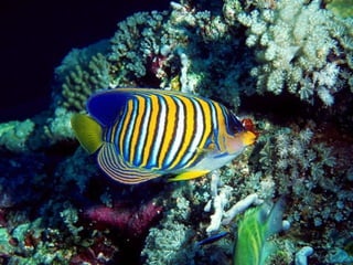 Ocean beauties