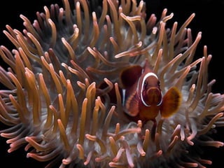 Ocean beauties