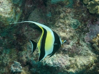 Ocean beauties