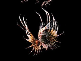 Ocean beauties