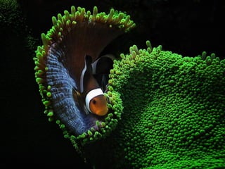 Ocean beauties