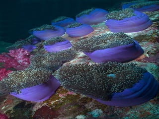 Ocean beauties
