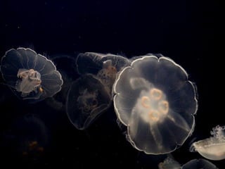 Ocean beauties