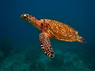 Ocean beauties
