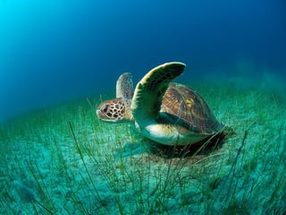 Ocean beauties