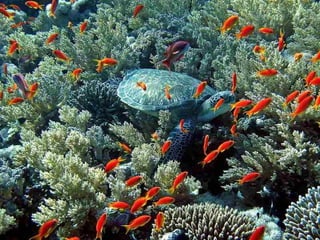 Ocean beauties