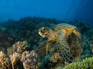 Ocean beauties