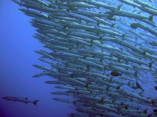 Ocean beauties