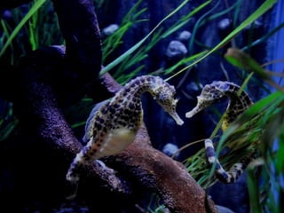 Ocean beauties