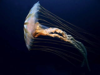 Ocean beauties