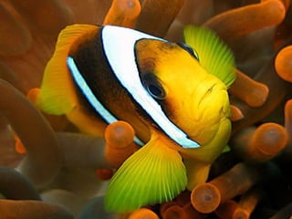Ocean beauties