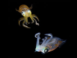 Ocean beauties