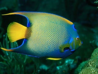 Ocean beauties