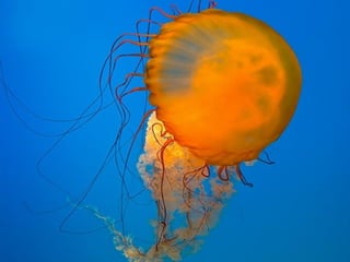 Ocean beauties